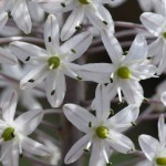 flowers-white
