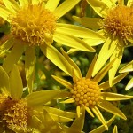 senecio-e1422527816480