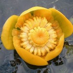 yellow-water-lily